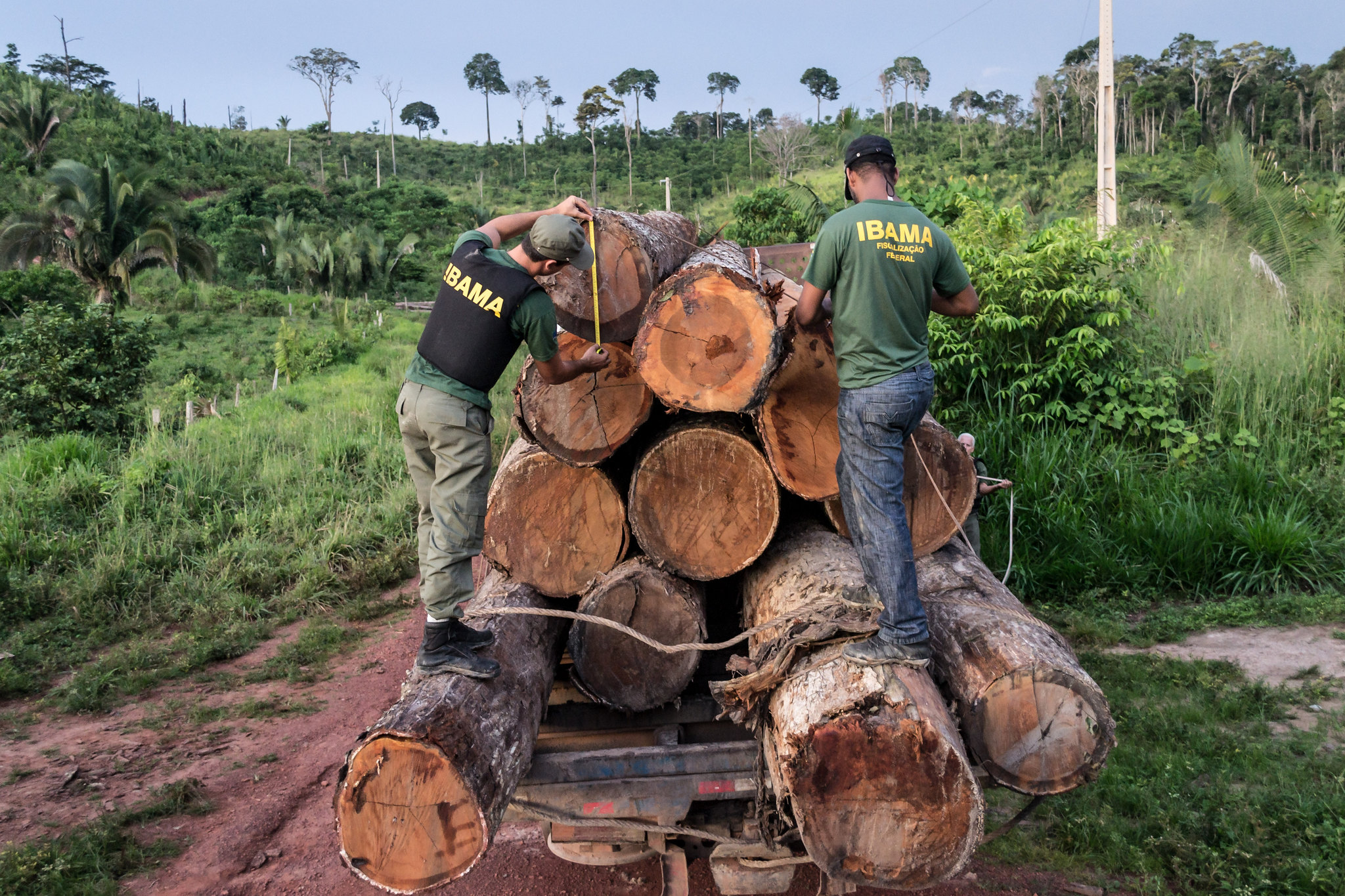 Dois agentes do Ibama medem toras de ipê em um carregamento apreendido na Terra Indígena Cachoeira Seca, no Pará.