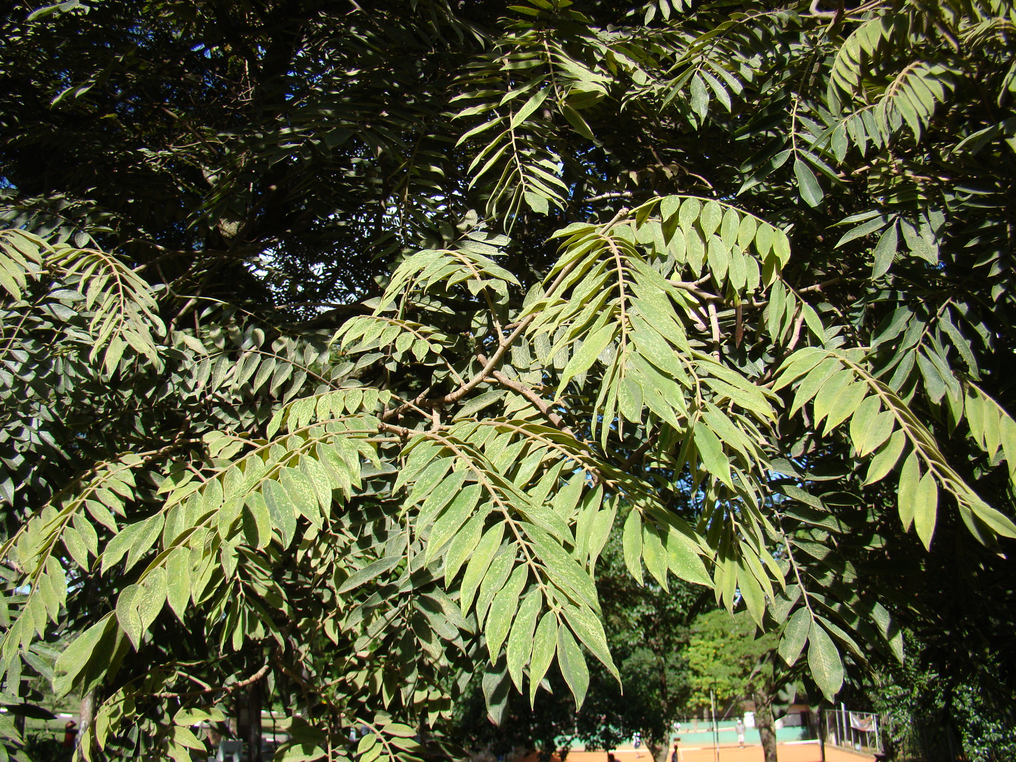 Folhas compostas de Cedrela fissilis cultivada no Brasil.