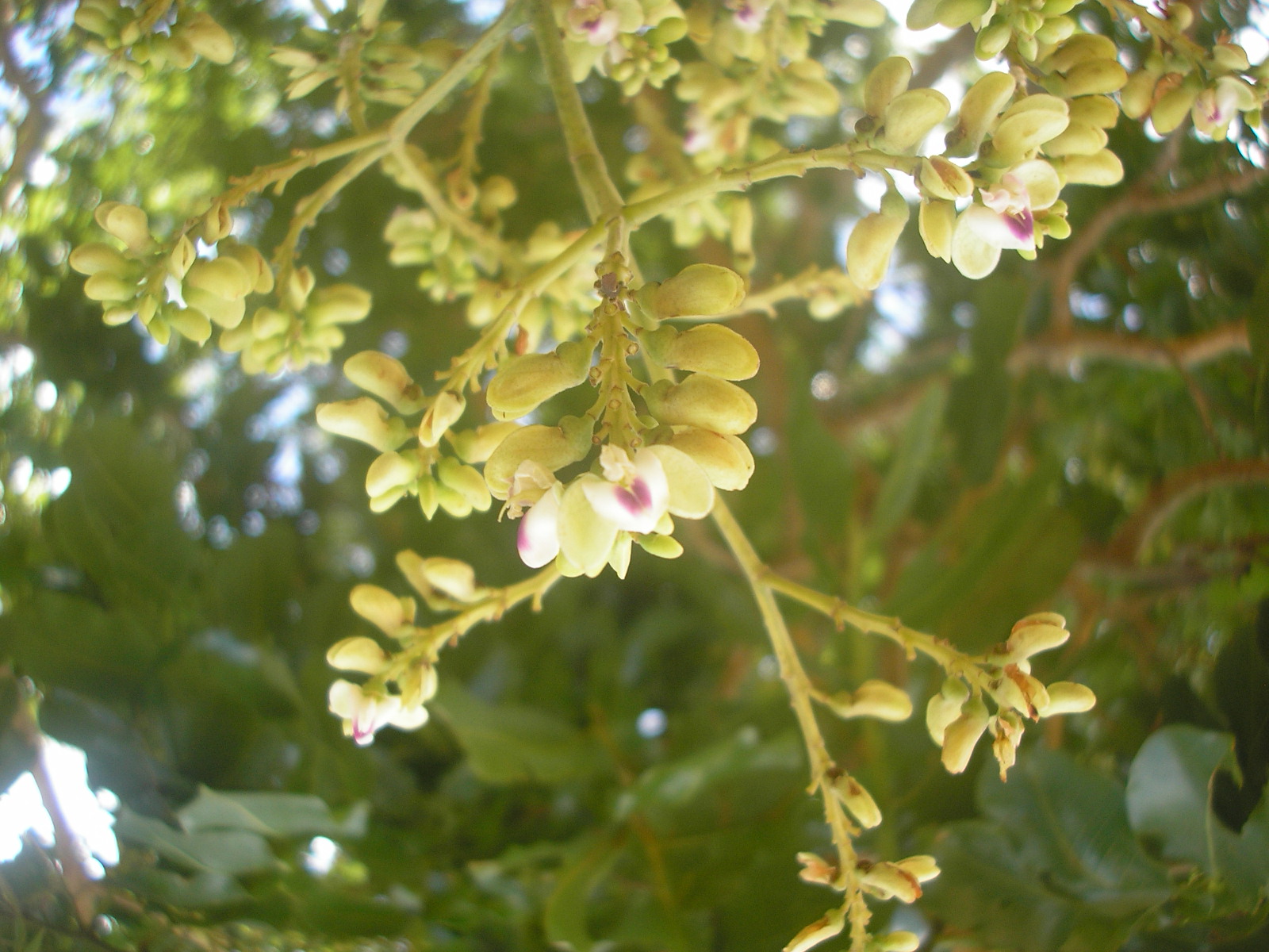 Flores de Dipteryx alata, o baru, em pequenos cachos claros.