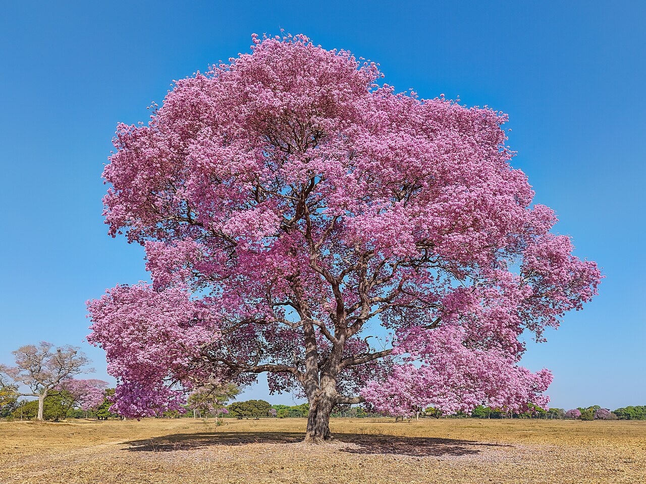Handroanthus impetiginosus em floração rosa no Mato Grosso, Brasil.