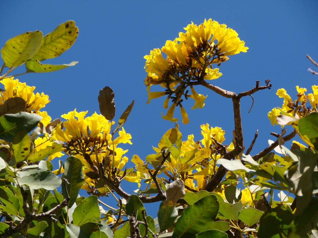 Flores amarelas de Tabebuia aurea no Parque Olhos D’Água, Brasília.
