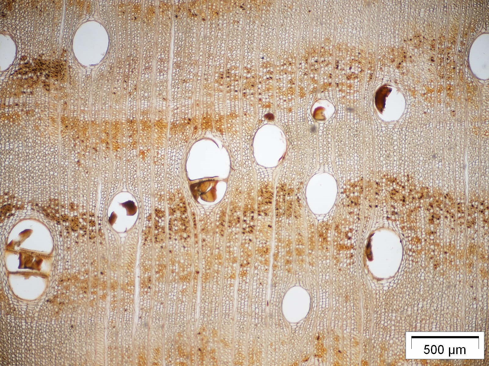 Micrografia de corte transversal da madeira de Dalbergia nigra, mostrando vasos e raios, com escala de 500 micrômetros