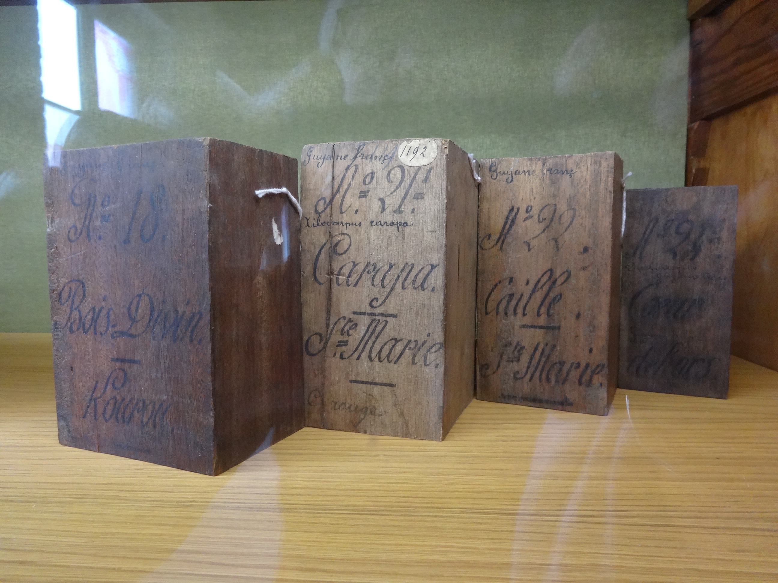 Amostras históricas de madeira com inscrições de identificação, na xiloteca do Jardim Botânico de Meise, Bélgica