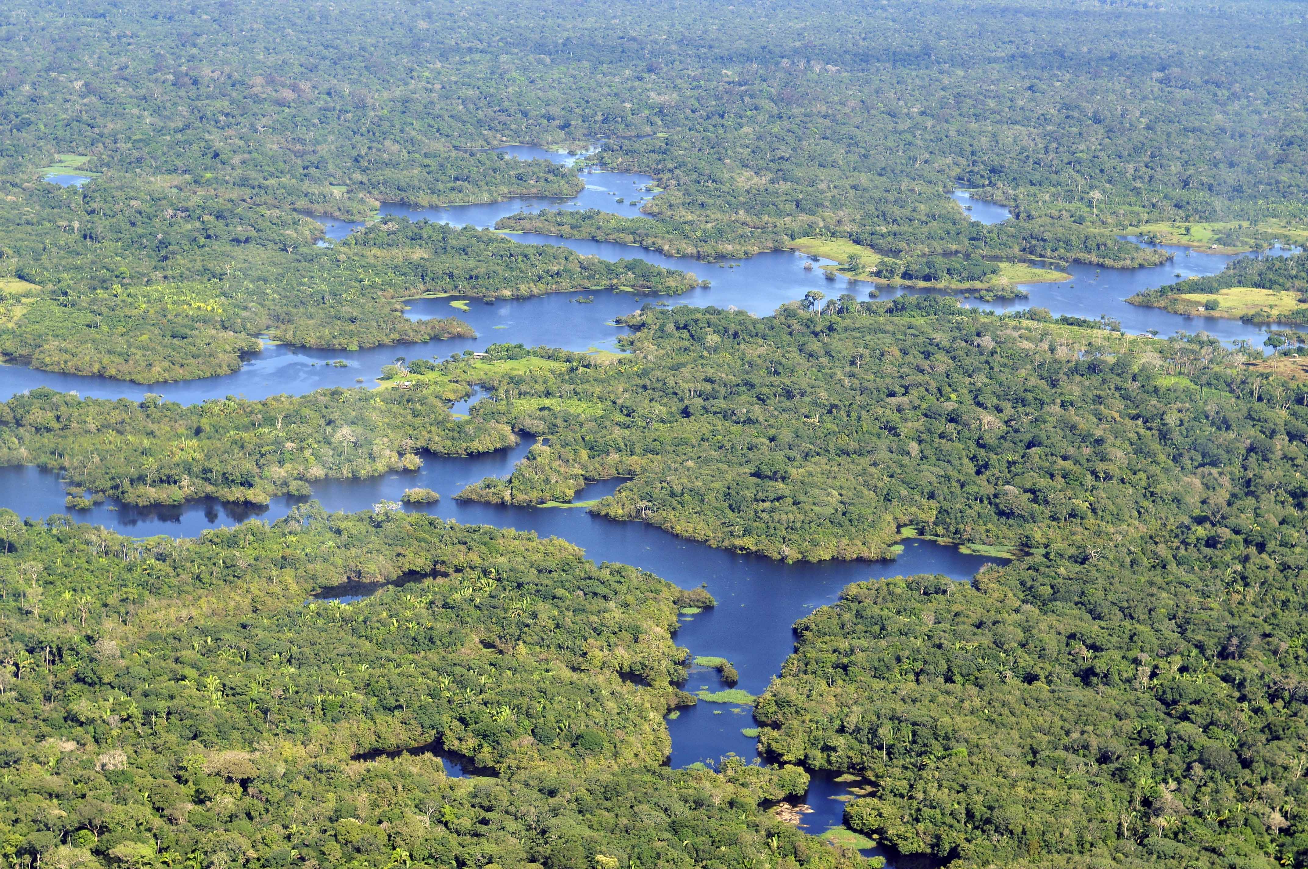 Vista aérea da floresta amazônica e seus cursos d’água, perto de Manaus, no Amazonas